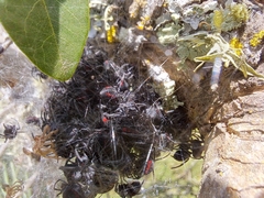 Parawixia bistriata