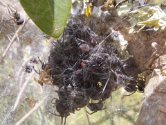 Parawixia bistriata