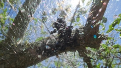 Parawixia bistriata