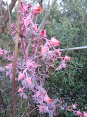 Echeveria