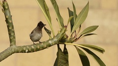 Pycnonotus barbatus