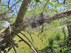 Parawixia bistriata