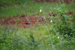 Funambulus palmarum