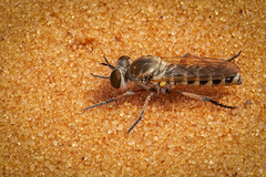 Laphystia