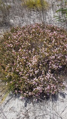 Lachnaea grandiflora