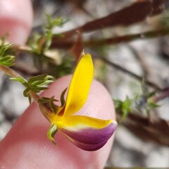Aspalathus retroflexa bicolor