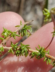 Aspalathus retroflexa bicolor