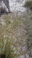 Aspalathus retroflexa bicolor