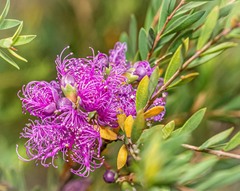 Melaleuca thymifolia