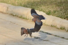 Streptopelia senegalensis