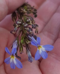 Lobelia comosa