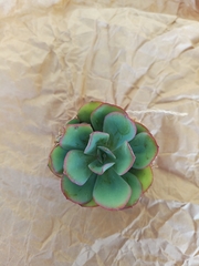 Echeveria pulidonis