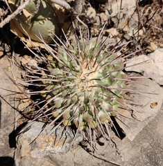 Mammillaria karwinskiana
