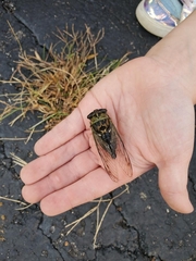 Neotibicen pruinosus