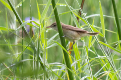 Acrocephalus orientalis