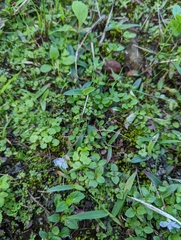 Murdannia loriformis