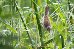 Acrocephalus orientalis