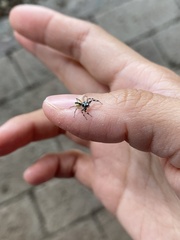 Phintelloides versicolor