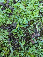 Murdannia loriformis