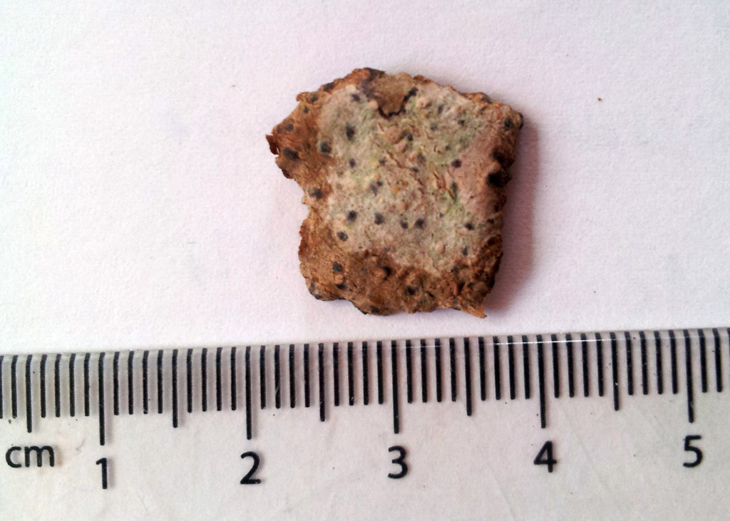 Bacidia leucocarpa