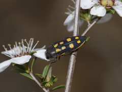Castiarina xanthopilosa