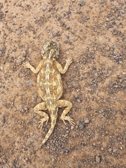 Agama aculeata aculeata