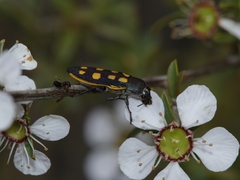 Castiarina xanthopilosa