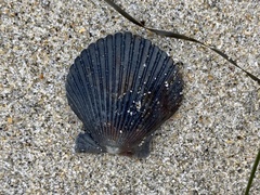 Argopecten ventricosus