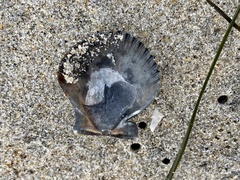 Argopecten ventricosus