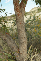 Corymbia