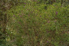 Melaleuca thymifolia