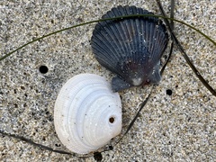 Argopecten ventricosus