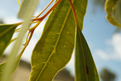 Corymbia