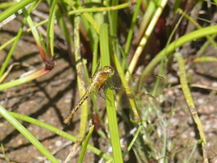 Diplacodes melanopsis