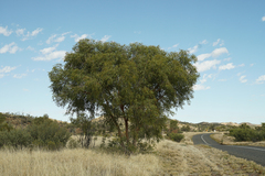 Corymbia