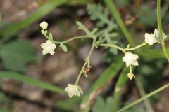 Parthenium confertum