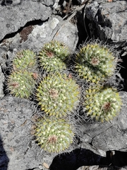 Mammillaria karwinskiana nejapensis