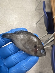 Lepomis miniatus