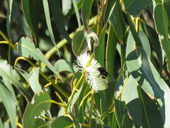 Bombus vosnesenskii