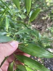 Cetratus rubropunctatus