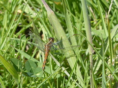 Diplacodes melanopsis