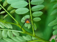 Macracantha arcuata