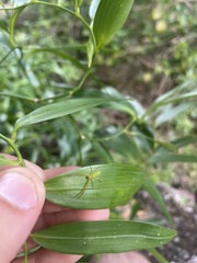 Cetratus rubropunctatus