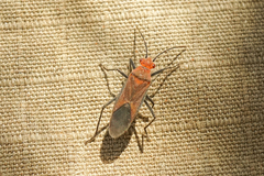 Leptocoris