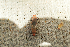 Leptocoris