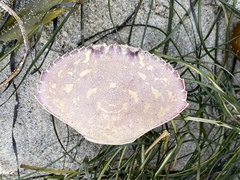 Metacarcinus gracilis