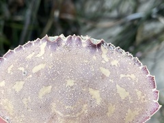 Metacarcinus gracilis