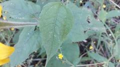 Tithonia
