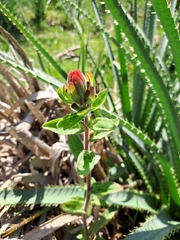 Castilleja arvensis pastorei