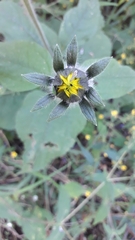 Tithonia